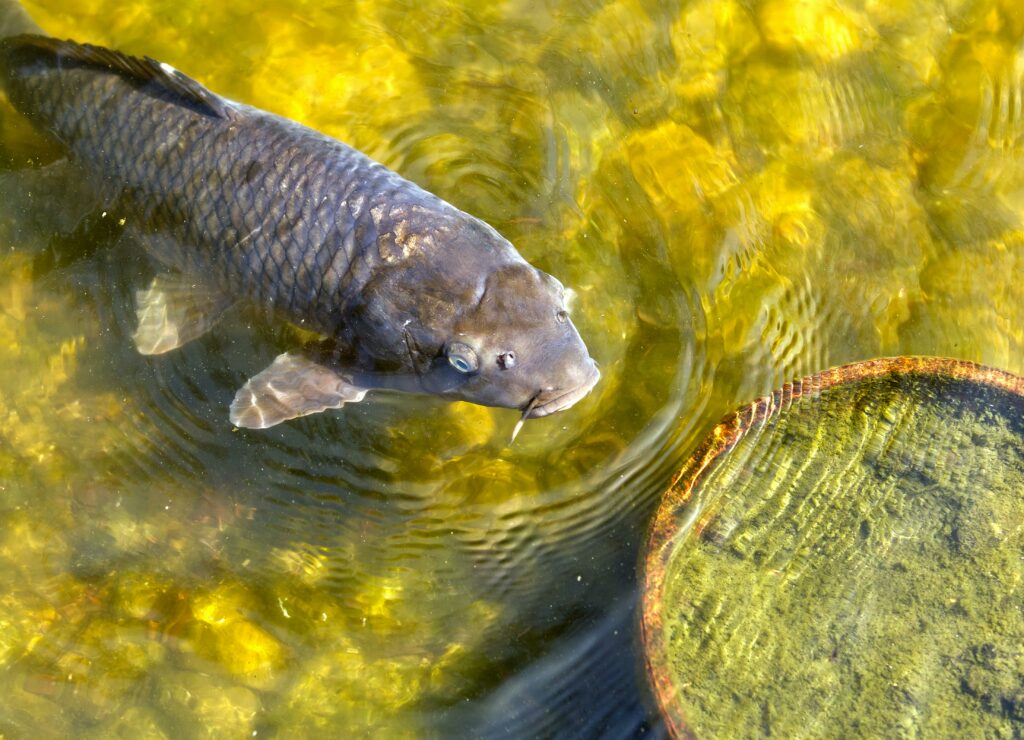 pexels-photo-11787503-11787503 Vivid image of a koi carp swimming in clear water with visible scales and reflections.
