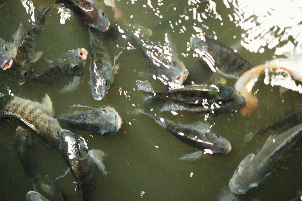 pexels-photo-12349154-12349154-1 A vibrant close-up of various fish swimming in a pond, showing their natural behavior.