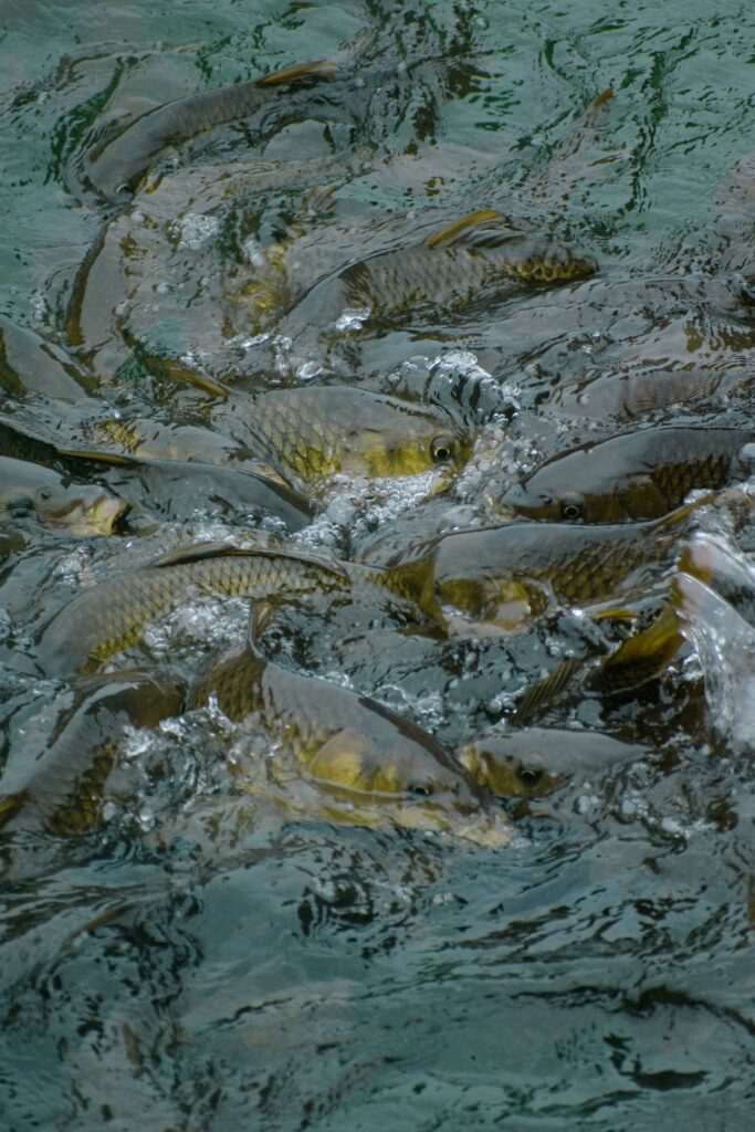 pexels-photo-13850273-13850273 Vibrant display of fish swimming in clear stream at Topocalma, Chile.