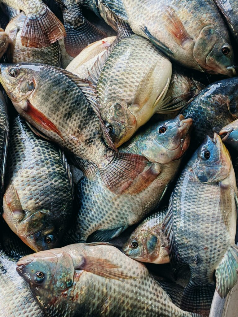 pexels-photo-15553656-15553656 Close-up of fresh tilapia fish stacked together at a market, showcasing freshness and industry.
