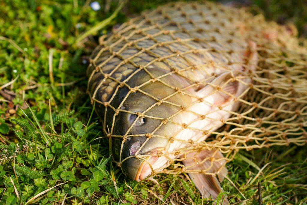 Close-up of a carp fish caught in a net lying on vibrant green grass.