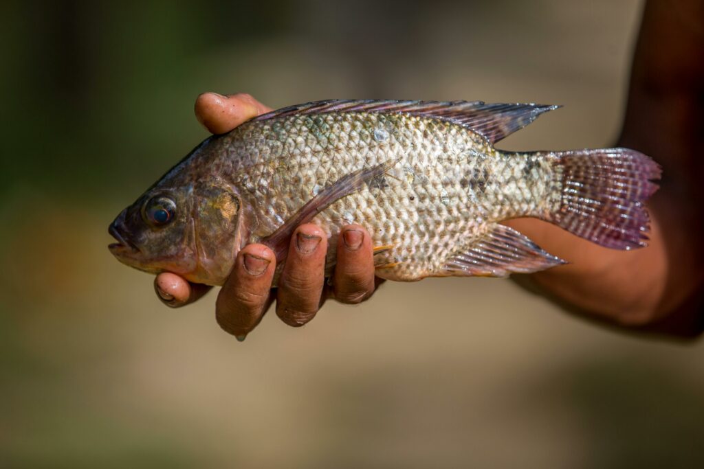 pexels-photo-32262894-32262894 A close-up of a freshly caught fish being held by hand outdoors in Chattogram, Bangladesh.