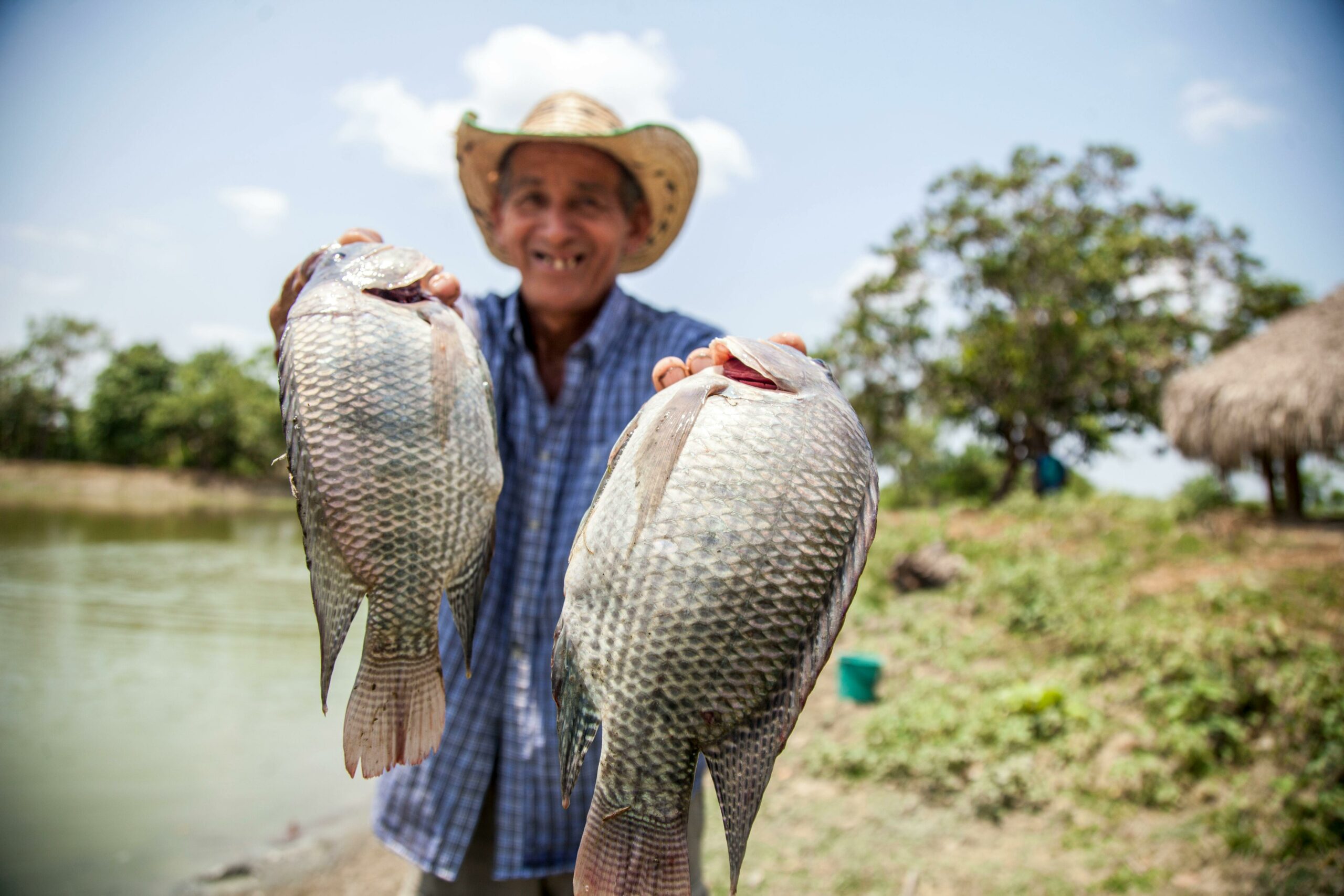 An elderly fisherman proudly holding freshly caught tilapia by a lake in Sucre, Colombia.