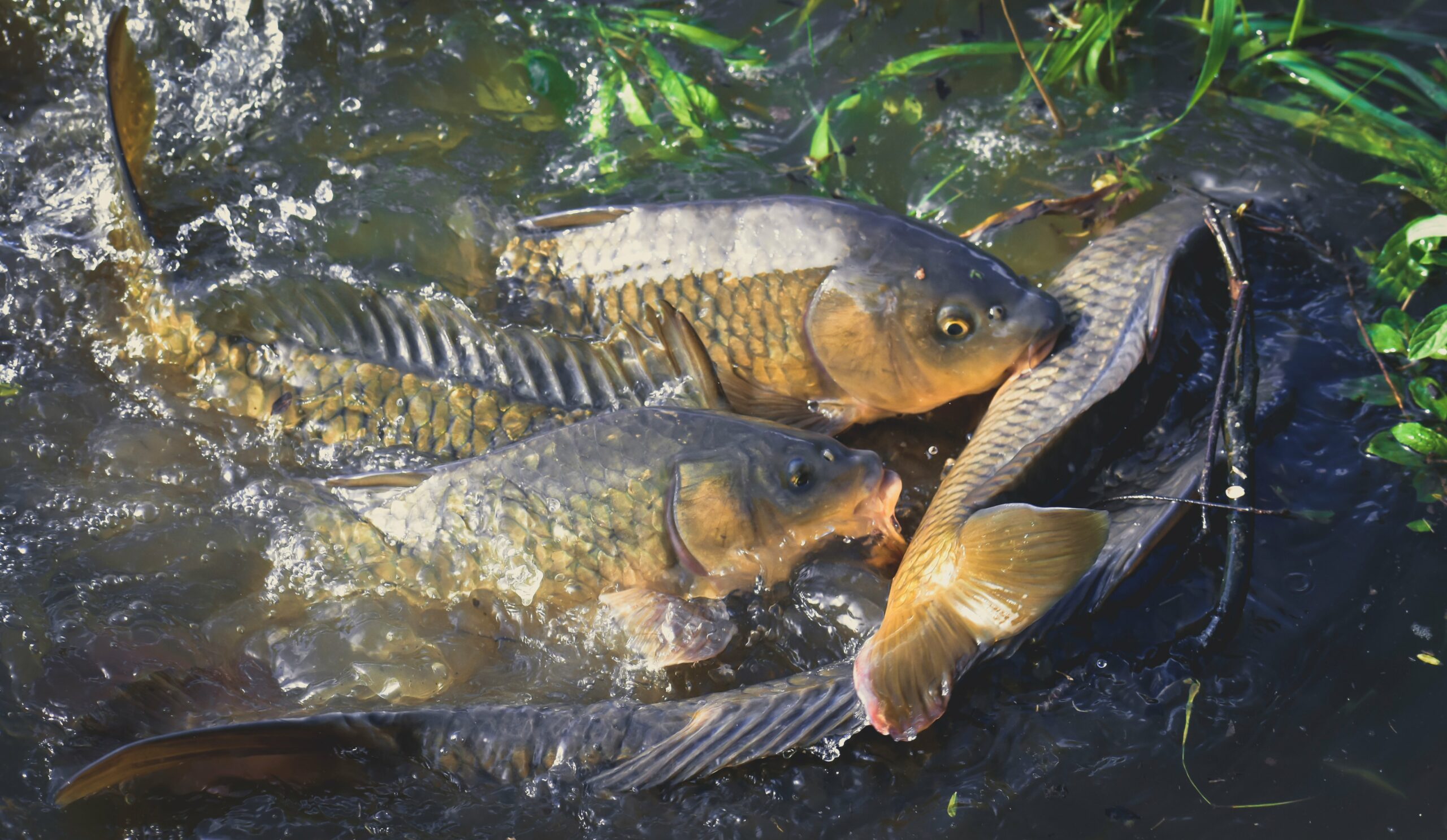 From above of bright fish with ornamental scales and open mouths swimming in transparent water with droplets